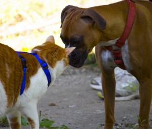 4747854016_2f7a826cd9_z